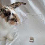 Silver rabbit pendant: The ..