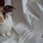 Silver rabbit pendant: The ..