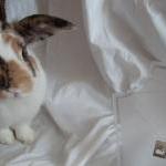 Silver rabbit pendant: The ..