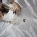 Silver rabbit pendant: The ..